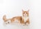 Curious Maine Coon Cat Lying on the White Table with Reflection. White Background. Open Mouth