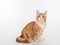 Curious Maine Coon Cat Sitting on the White Table with Reflection. White Background.