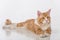 Curious Maine Coon Cat Sitting on the White Table with Reflection. White Background. Looking Right.