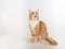 Curious Maine Coon Cat Sitting on the White Table with Reflection. White Background. Open Mouth