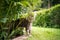 curious maine coon cat smelling leaf outdoors in green garden