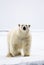 A curious male polar bear stands at the water`s edge