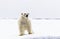 A curious male polar bear stands at the water`s edge