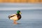 Curious male wild duck standing on frosty pond in wintertime with copy space.