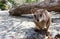 Curious Mareeba Rock-wallaby