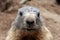 A curious marmot