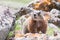 Curious marmot