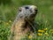 Curious marmot looking out on the Alps - 1