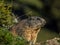 Curious marmot looking out on the Alps - 3