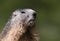 Curious marmot portrait