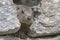 Curious marmot in a rock stone
