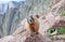 Curious Marmot, Rocky Mountains