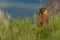 Curious Marmot Stands up in Thick Field