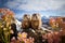 Curious marmots on a meadow with flowers in the mountains, animals in nature, wildlife