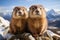 Curious marmots in the mountains, animals in nature, wildlife