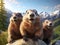 Curious Marmots in Rocky Alpine Landscape.