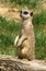 Curious meerkat