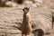 Curious meerkat