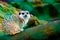 curious meerkat (Suricata suricatta) resting on a tree green background wildlife themed copy space