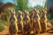 Curious Meerkats Inquisitive Mammals