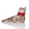 Curious metis cat with red bowtie lying and looking up