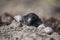 A curious mole sticking his nose out in the light in garden.