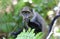 Curious monkey eat leaf