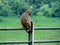 Curious Monkey Perched on Iron Railing