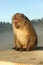 A curious monkey poses at a monument at the top of Kelimutu Volcano. A male macaque explores the area looking for what