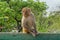 Curious monkey sitting on the green fence