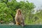 Curious monkey sitting on the green fence and staring