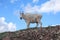 Curious Mountain Goat