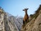Curious mountain goat on hiking trail path route Senda del Cares valley canyon in Picos de Europa Leon Asturias Spain