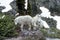 Curious Mountain goats, Gladys Pass