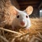 Curious Mouse Peeking from Hay Stack with Brown Mice in Background