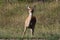 Curious Mule Deer