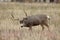 Curious Mule Deer Buck