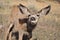 Curious Mule Deer Fawn