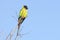 Curious Nanday Conure Perched At Top Of A Tree