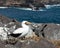 Curious nazca booby seabird on Galapagos