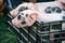 Curious Newborn pigs in a crate on green grass