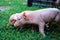 Curious Newborn pigs on green grass