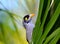 Curious Noisy miner