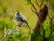 Curious Noisy miner bird