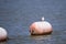 Curious Nonbreeding Forster\\\'s Tern