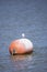 Curious Nonbreeding Forster\\\'s Tern