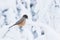 A curious Northern bird Siberian jay, Perisoreus infaustus sitting on snowy tree