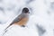 A curious Northern bird Siberian jay, Perisoreus infaustus sitting on snowy tree