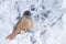 A curious Northern bird Siberian jay, Perisoreus infaustus sitting on snowy tree