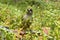 A curious Northern bird Siberian jay, Perisoreus infaustus, in taiga forest